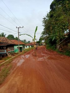 Jalan Rusak Tidak di Perbaiki, Warga Lubuk Rengas Tanami Jalan dengan Pohon Pisang