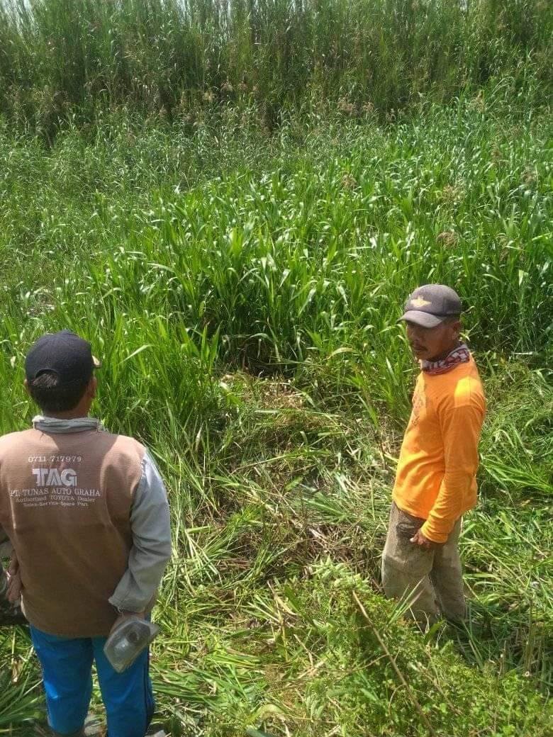 Asik mencari Rumput untuk Ternaknya Warga Santan Sari Dimangsa Buaya