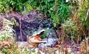 Buaya Berukuran Dua Meter Masuk ke Sawah Warga Mukut