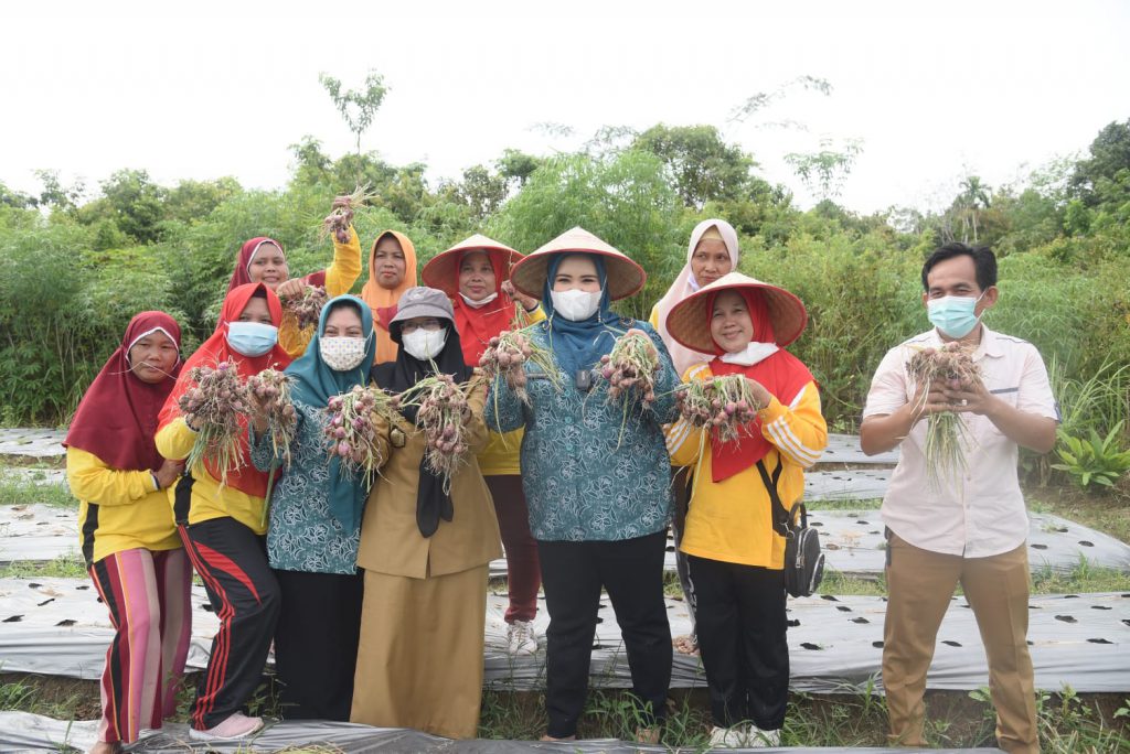 Ketua PKK Banyuasin Panen Bawang dan Singkong Bersama KWT Rampai Talang