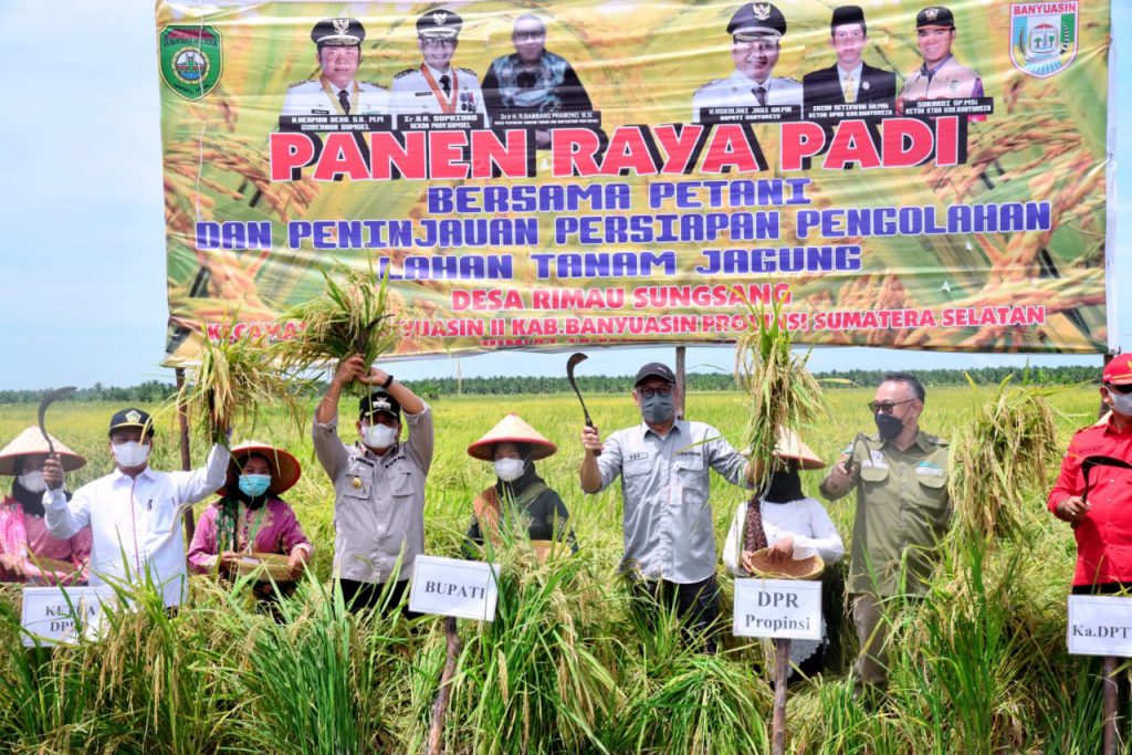 Panen Raya di Rimau Sungsang, Askolani : Kita Optimis Naik Peringkat