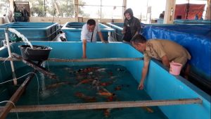 Budidayakan Ikan Koi, BBI Ogan Ilir Target Tambah PAD Lewat Penjualan Ikan Hias
