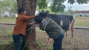 Pastikan Kesehatan Hewan Kurban Idul Adha, Dinas  Perkebunan dan peternakan Banyuasin Periksa Hewan Ternak di Masjid Al Amir