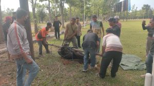 Sambut Kedatangan PJ Bupati Baru, Tokoh Masyarakat BA III Syamsuri Potong Sapi