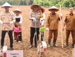 Penanaman Jagung Serentak di OKI Dukung Ketahanan Pangan Nasional