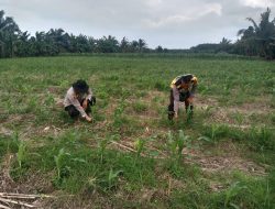 Polsek Teluk Gelam Polres OKI Polda Sumsel  melaksanakan  program Kementan RI Bertanam Jagung serentak
