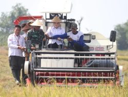 Terus Galakkan Swasembada Pangan Di Banyuasin, Wabup Netta Panen Raya Padi Di Upang Jaya