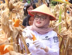 Wabup Netta Bersama Kapolres Banyuasin Panen jagung bersama dukung swasembada pangan Nasional