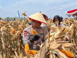 Berkat Polri, Herman Deru Sebut Produksi Jagung di Sumsel Meningkat Hampir Dua Kali Lipat