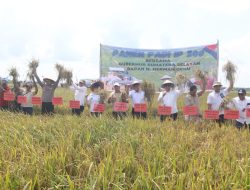 Terus Tingkatkan Lumbung Pangan, Bupati dan Wakil Bupati Banyuasin Panen Raya IP 200 Di Karang Agung Ilir