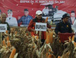 Panen Jagung Air Salek Meningkat Tinggi Diluar Target, Bupati Ucap Syukur