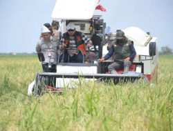 Panen Padi IP 100 dan Tanam Padi IP 200, Bupati Banyuasin Optimis Banyuasin Jadi Penghasil Gabah Nomor 1 Di Indonesia