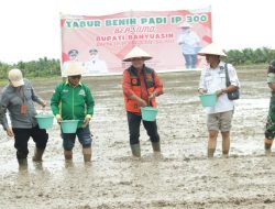 Tabur Benih Tobela IP 300, Bupati Banyuasin Optimis Banyuasin Swasembada Pangan Nomor 1 Di Indonesia