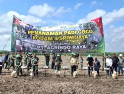 Terus Perkuat Ketahanan Pangan RI, Sinergi Pemkab Banyuasin dan Pangdam II/ Sriwijaya Tanam Padi Gogo