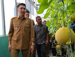Bupati Panca Panen Perdana Melon Varietas Inthanon di Ogan Ilir, Pemkab Siap Dukung Peningkatan Produksi