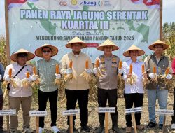 Sekda Banyuasin Panen Jagung Serentak Kuartal III Bersama Kapolres Banyuasin