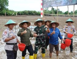 Terus Optimalkan Ketahanan Pangan, Staf Ahli Bupati Banyuasin Dan Dandim O430/BA Tanam Padi Perdana