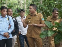 Bupati Panca Tinjau Langsung Panen Perdana Kakao dan Kopi di Kecamatan Payaraman