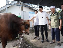Bupati Panca Serahkan Sapi Limosin Seberat 950 Kg dari Presiden Prabowo 
