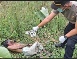Mayat Perempuan Membusuk Ditemukan di Pinggir Sawah Banyuasin, Diduga ODGJ