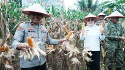Perkuat Sinergi Ketahanan Pangan, Pemkab dan Polres Banyuasin Gelar Panen Raya Jagung Serentak Nasional