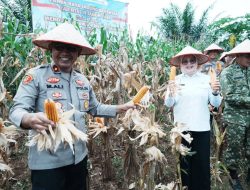 Perkuat Sinergi Ketahanan Pangan, Pemkab dan Polres Banyuasin Gelar Panen Raya Jagung Serentak Nasional