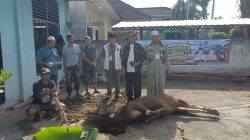 Semangat Berbagi di Hari Raya, PWI Sumsel Sembelih 4 Sapi dan 1 Kambing untuk Idul Adha 1447 H