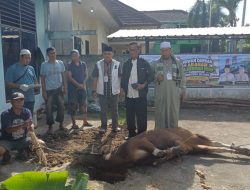 Semangat Berbagi di Hari Raya, PWI Sumsel Sembelih 4 Sapi dan 1 Kambing untuk Idul Adha 1447 H