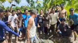 Viral Di Media Sosial ! Buaya Muara Raksasa Diamankan Warga dari Kebun Kelapa di Telang, Banyuasin