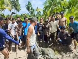 Viral Di Media Sosial ! Buaya Muara Raksasa Diamankan Warga dari Kebun Kelapa di Telang, Banyuasin