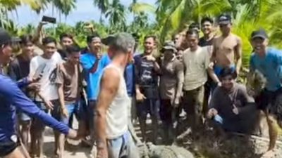 Viral Di Media Sosial ! Buaya Muara Raksasa Diamankan Warga dari Kebun Kelapa di Telang, Banyuasin