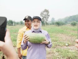 Dukung Ketahanan Pangan, Wabup Banyuasin Netta Indian Turun Langsung Panen Semangka di Muara Padang